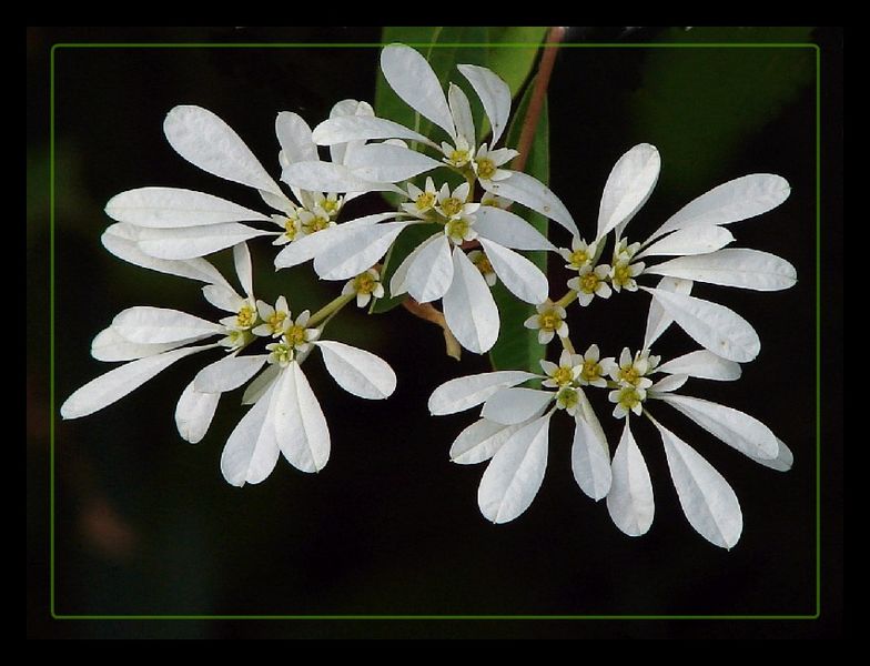Euphorbia leucocephala 3
