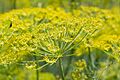 Fennel flower heads