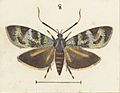Fig 8 MA I437894 TePapa Plate-XXXIII-The-butterflies full (cropped)
