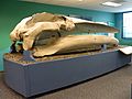 Finback Whale Skull San Diego Natural History Museum DSCF1854