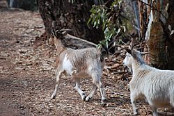 Goats - Wilpena Pound
