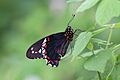 Gold rim swallowtail (Battus polydamas jamaicensis) underside J