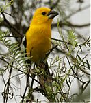 Golden Grosbeak