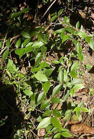 Gossia bidwillii seedlings