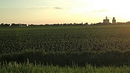 Corn field near Somers