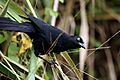 Greater antillean grackle (Quiscalus niger crassirostris)