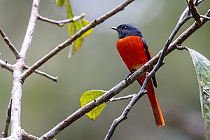 Grey-chinned Minivet 0A2A5151.jpg