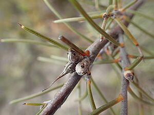 Hakea sulcata fruit