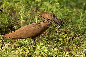 Hammerkop with Nesting Material