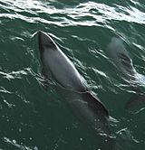 Hector's Dolphin 2