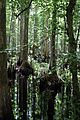 Highlands Hammock State Park May 2025 (2)