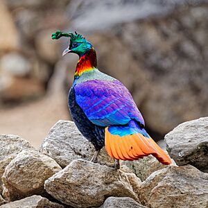 Himalayan Monal at Sagarmatha National Park, Nepal