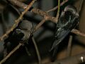 House Crow (Corvus splendens) sleeping at night in Kolkata W IMG 4532