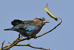 Indochinese Roller 260120 kaziranga