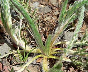 Ivesia sericoleuca 2.jpg