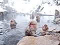 Japanese Macaque Onsen Day 2015