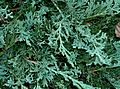 Juniperus horizontalis Wiltonii1