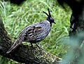 Koklass Pheasant Manila3