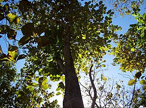 La Vega Forest