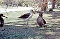 Laysan Albatross and chicks, Midway Island 1958