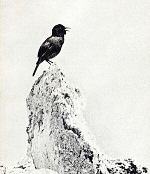 Black-and-white photo of a bird with open jaws on a rock