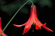 Lillium canadense - Canada Lily
