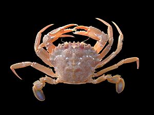 Liocarcinus depurator.jpg
