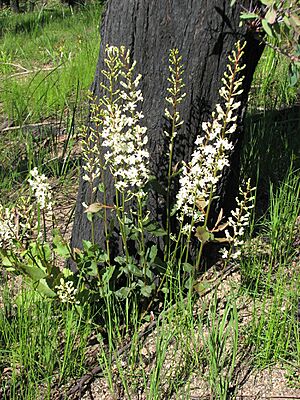 Lomatia ilicifolia