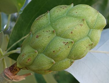Magnolia virginiana fruit