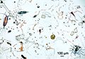 Marine microplankton