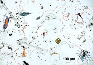 Marine microplankton