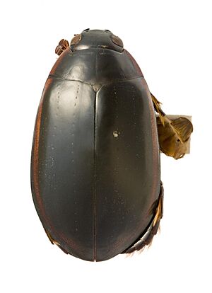 Megadytes ducalis Sharp, 1882 (Dytiscidae) Holotype Brazil (42556946761).jpg