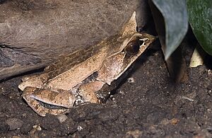 Megophrys.nasuta.7034.jpg