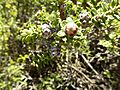 Melaleuca amydra (fruits)