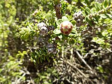 Melaleuca amydra (fruits)