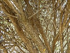 Melaleuca huttensis (bark)