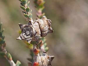 Melaleuca pulchella fruit