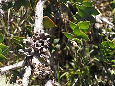 Melaleuca spectabilis (fruits)
