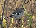 Mimus triurus, Cruz Alta, Rio Grande do Sul, Brasil 1