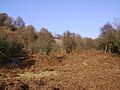 Newton Fell - geograph.org.uk - 114989