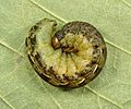 Noctua pronuba caterpillar defensive - Keila
