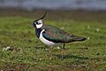 Northern-Lapwing-Vanellus-vanellus