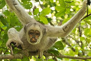 Northern Muriqui 9