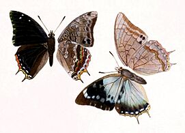 Novitates Zoologicae1899PlateVIII, Charaxes etheocles, ♂ & ♀