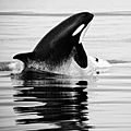 Orcas & humpbacks (3730255159).jpg