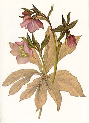 Painting of a hellebore by Lydia Shackleton gouache and watercolour