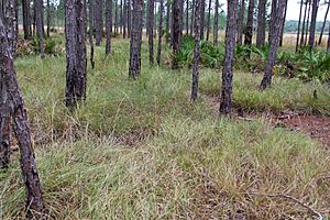 Panicum abscissum in seepage bog.jpg