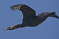 Pelagic Cormorant flying