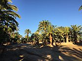 Phoenix canariensis - Canary Island Date Palms at South Coast Wholesale Nursery
