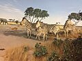 Plains Zebras, Botswana Diorama, Denver Museum of Nature and Science (Right)
